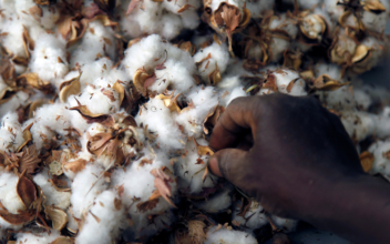 Special Report: How Monsanto’s GM Cotton Sowed Trouble in Africa