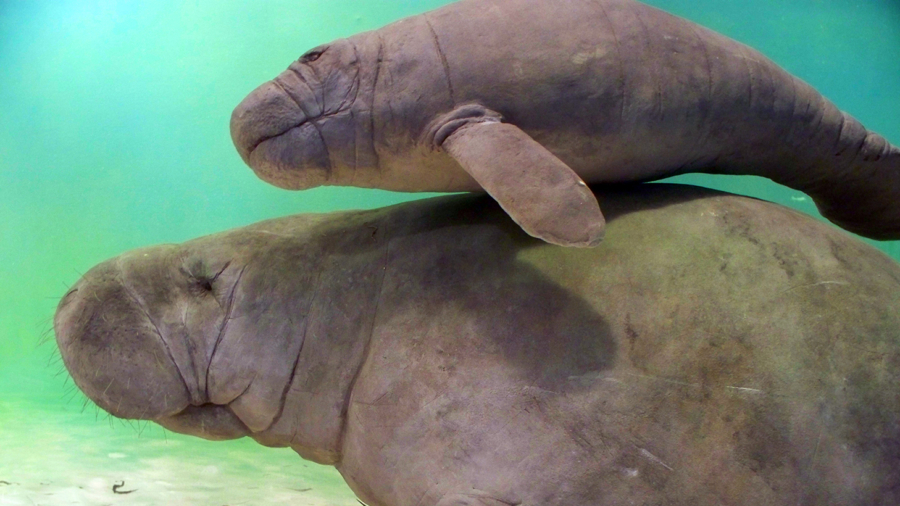 Newborn Manatee Takes First Swim at Dutch Zoo