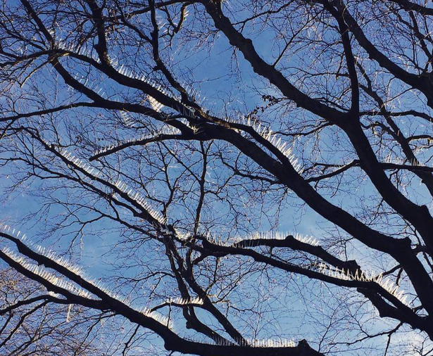 Bristol Residents Put Anti-Bird Spikes on Trees to Keep Bird Poop Off Costly Cars