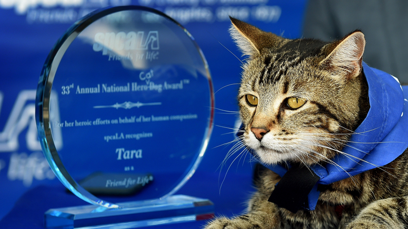 Tara the Hero Cat that Fended Off a Dog Attacking Her Owner to Ride in Rose Parade