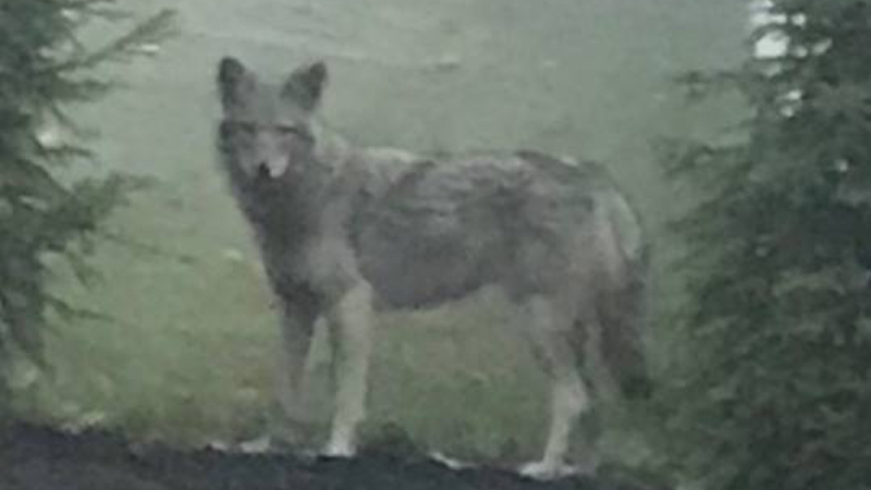 Suburban NY Police Tell Residents to Avoid Hybrid Coyote