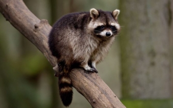 LA County Health Officials Investigating Rare Disease Spread From Raccoon to Humans