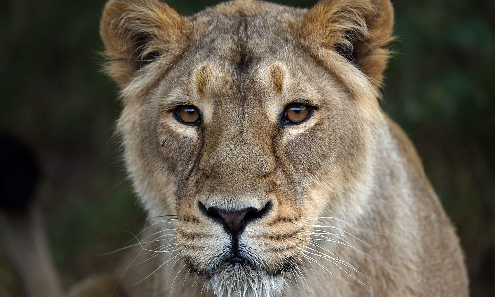 A lioness waits to be fed at a zoo. (Carl Court/Getty Images)