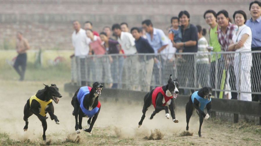 British Greyhounds Exported to China, Turned to Meat