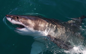 Shark in Florida Keys Bites Angler Who Reeled It In, Sending Man to Hospital