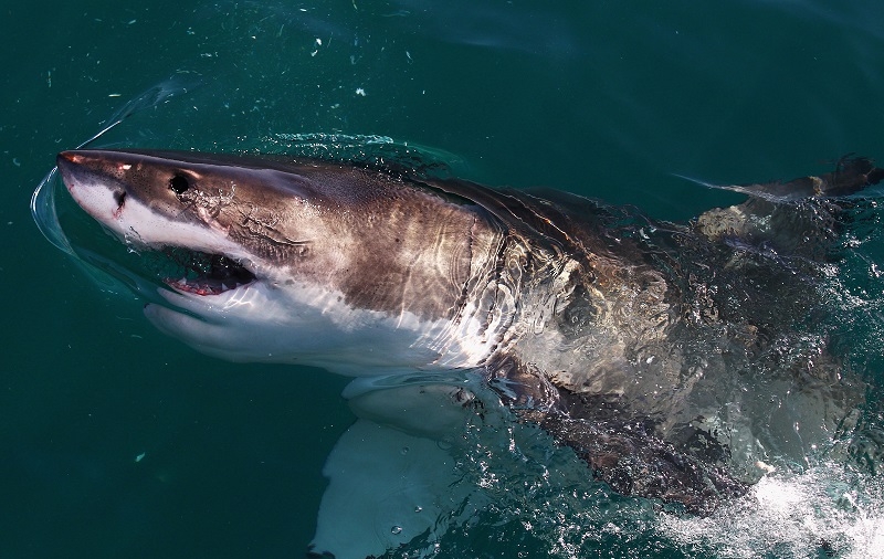 Fisherman ‘Left Speechless’ After Being Circled By Great White Shark