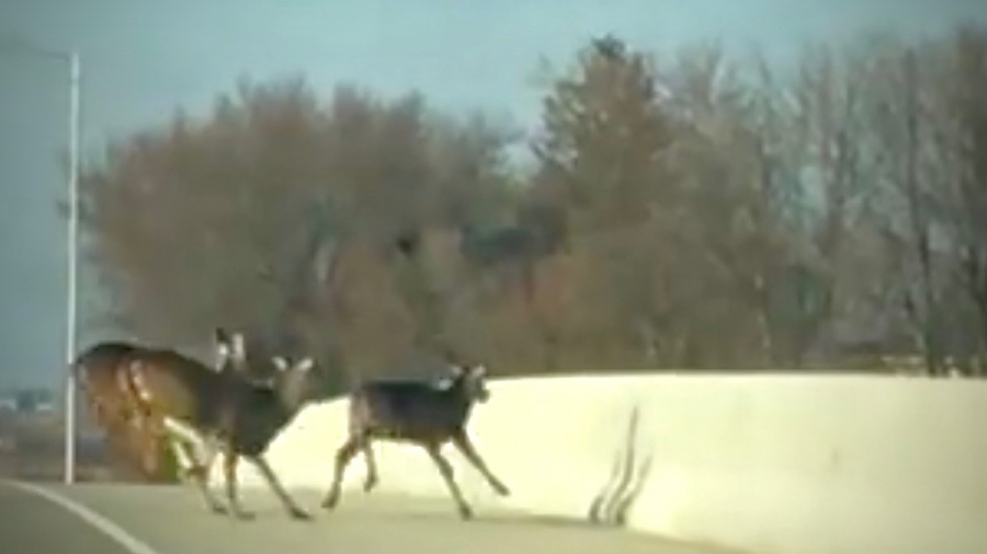 Confused Deer Herd Shocks Drivers When They Jump Off New Highway Bridge