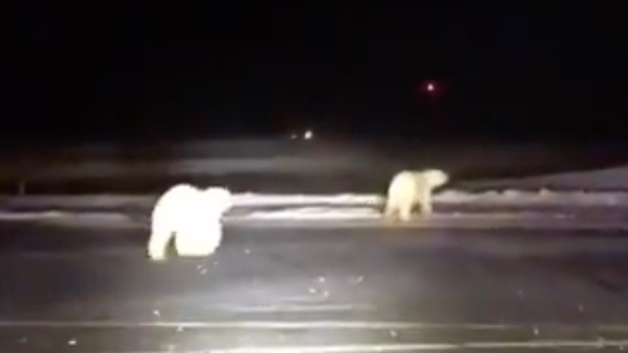 Airport Worker Captures Video of Polar Bears on Runway