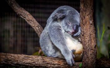 More Than 350 Koalas Feared Dead in NSW Bushfires