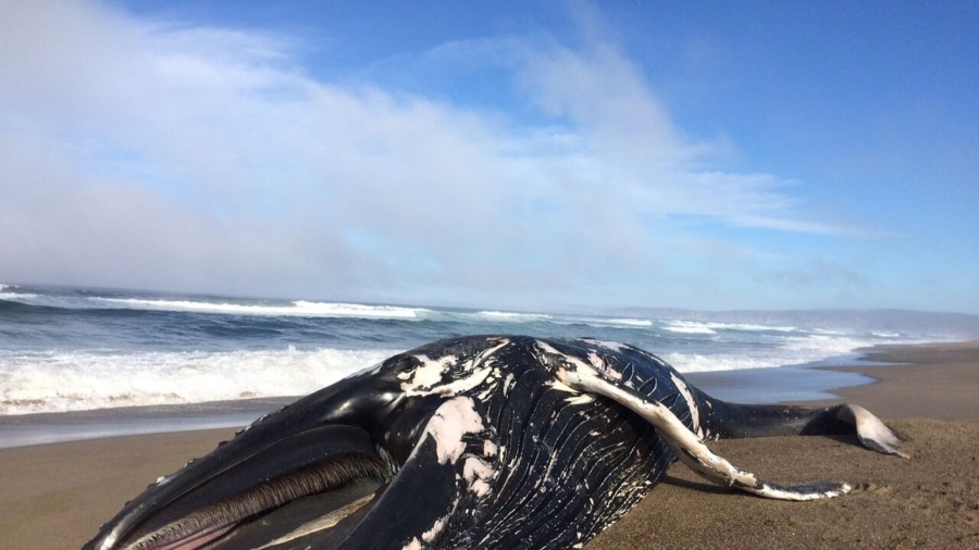 Humpback Whale Washes Up on California Beach