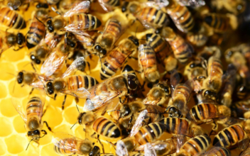 California Court Rules Bees Can Be Classified as Fish