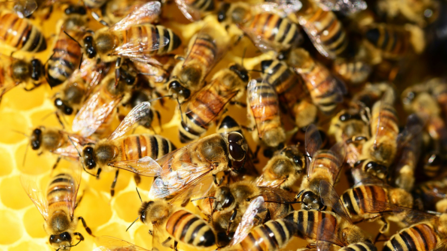 Vandals Kill 500,000 Bees, Sparking Outrage Online