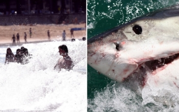 What is More Deadly in Australian Waters Than a Great White Shark?