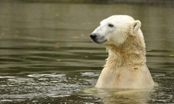 Viral Polar Bear Video Controversy: Was It Climate Change?