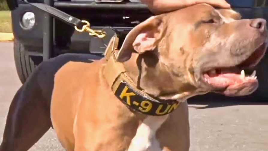 Pit Bull Joins Louisiana Tribal Police Force, Helps Make Over 30 Arrests