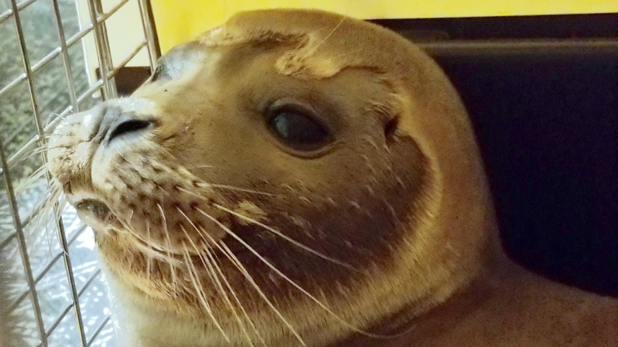 Baby Seal Found Far From Sea, Attracted to Pizza Shop Parking Lot