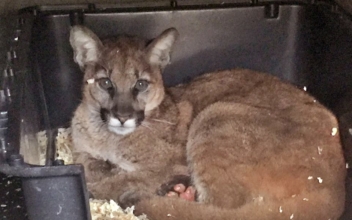 California Mountain Lion Cub Being Treated for Burns with Fish Skin