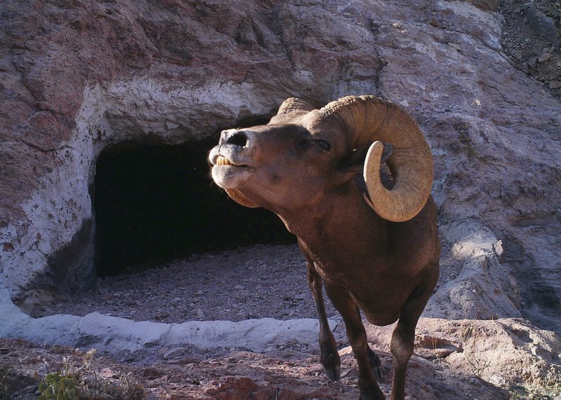 This 2013 photo from a US Fish and Wildlife Service motion-activated camera shows a bighorn sheep at the Kofa National Wildlife Refuge in Arizona. (US Fish and Wildlife Service via AP)