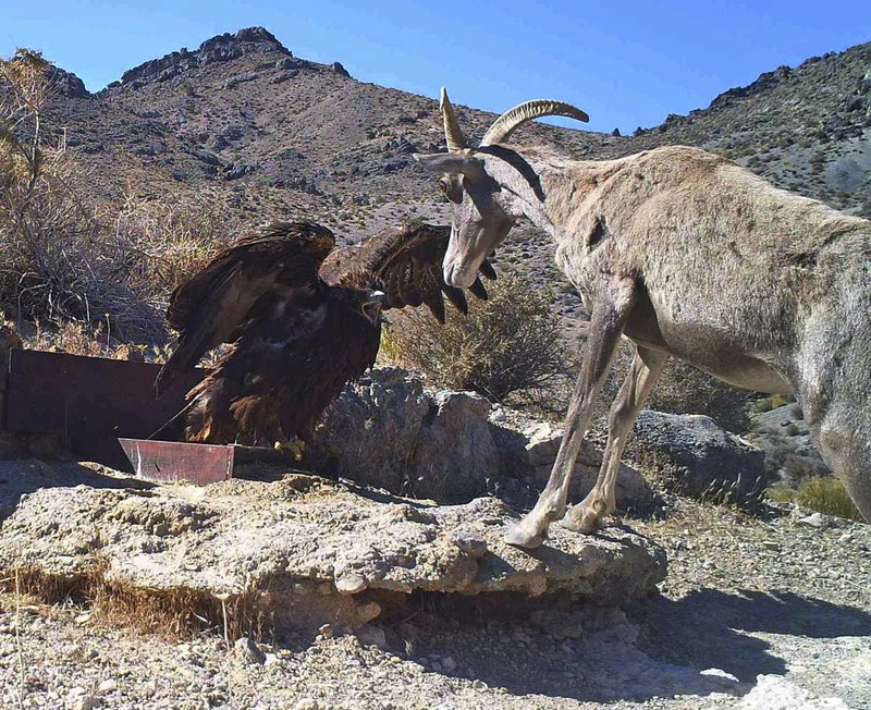 In this 2012 photo from a US Fish and Wildlife Service motion-activated camera, a golden eagle confronts a desert bighorn sheep at Desert National Wildlife Refuge in Nevada. (US Fish and Wildlife Service via AP)