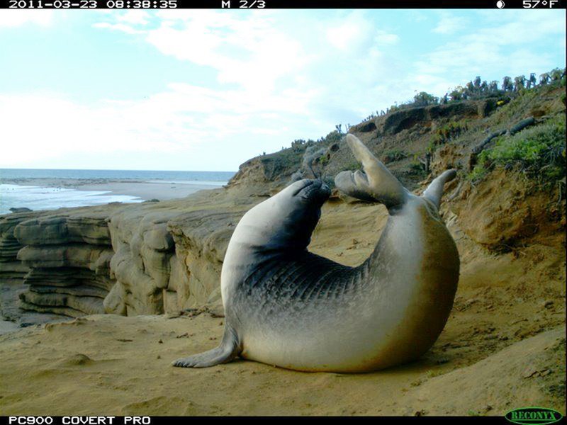 This 2011 photo from a US Fish and Wildlife Service motion-activated camera shows an elephant seal in the Channel Islands National Park off the coast of Southern California. (US Fish and Wildlife Service via AP)