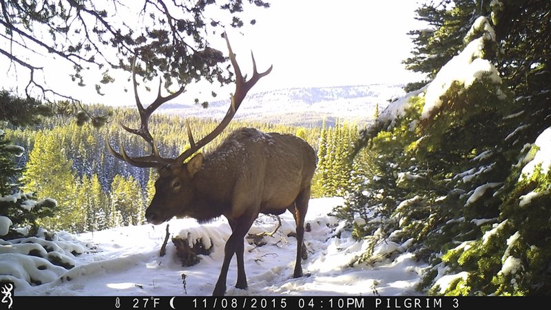 This 2015 photo from a Wyoming Cooperative Fish and Wildlife Research Unit motion-activated camera, an adult bull elk walk in the Teton Wilderness Area of Wyoming. (Wyoming Cooperative Fish and Wildlife Research Unit via AP)