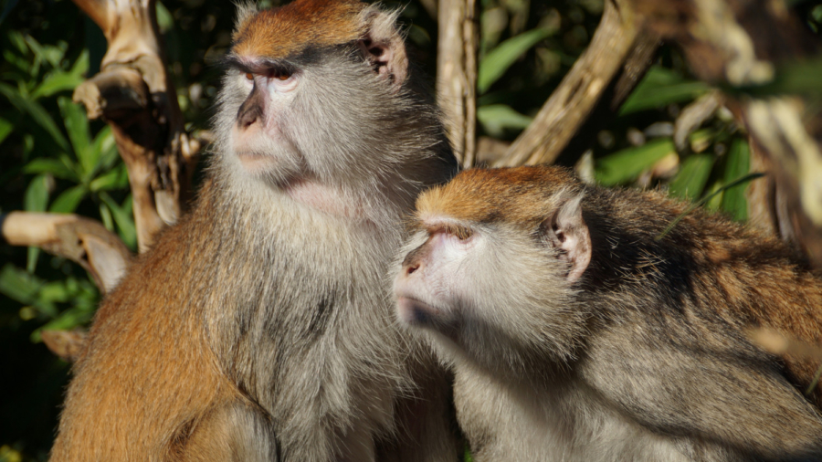 Fire Kills Thirteen Monkeys at Woburn Safari Park in Bedfordshire, UK