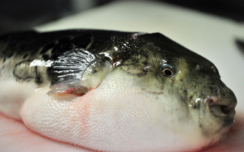 Florida Man Will Need Kidney Dialysis for Life After Eating Poisonous Pufferfish Liver