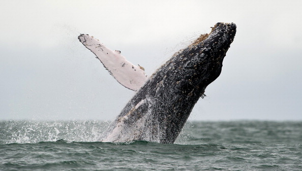 A Humpback whale jumps in the surface of the Pacific Ocean at the Uramba Bahia Malaga natural park in Colombia, on July 16, 2013. (Luis Robayo/AFP/Getty Images)