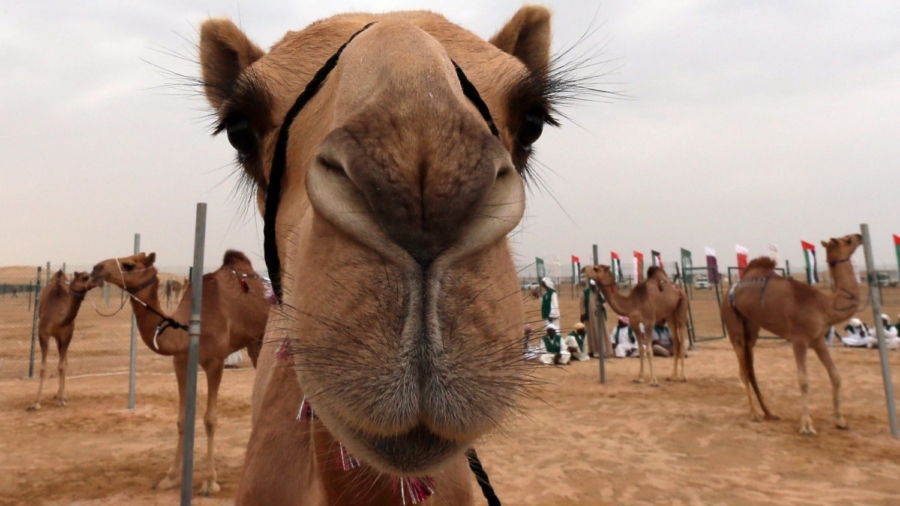 Camels Disqualified from Saudi Beauty Pageant Over Botox Injections