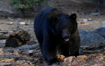 Minnesota Biologists Rescue Trapped Black Bear