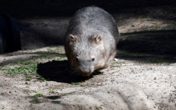 Wombat Unhappy Being Filmed During Walkabout in Australian Capital