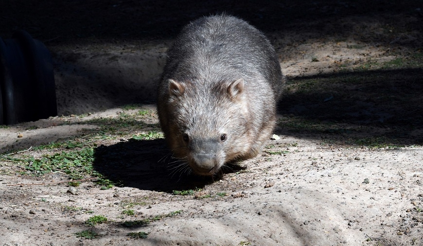 Wombat Unhappy Being Filmed During Walkabout in Australian Capital