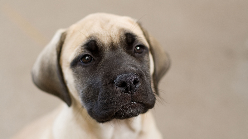 A Bullmastiff puppy (Pharaoh Hound/Commons.wikimedia.org)