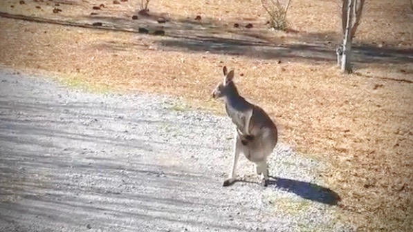 Kangaroo Caught Hopping Along Texas Highway