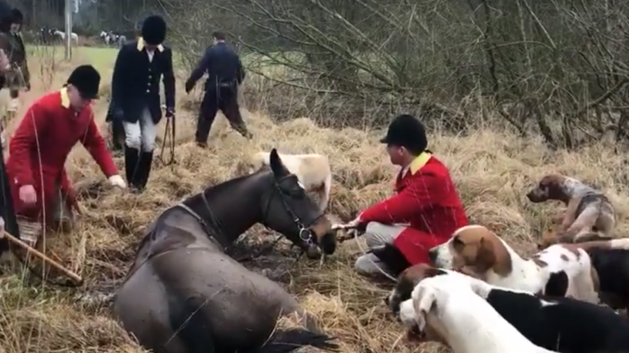 Dramatic Moment Fox Hunters and ‘Saboteurs’ Save Horse