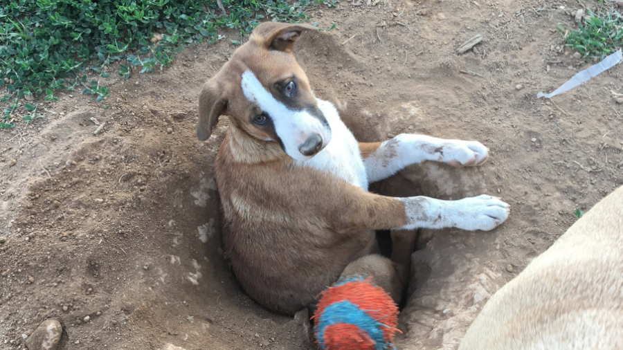Clumsy Puppy Gets Stuck in a Hole He Dug Himself and Becomes Internet Famous