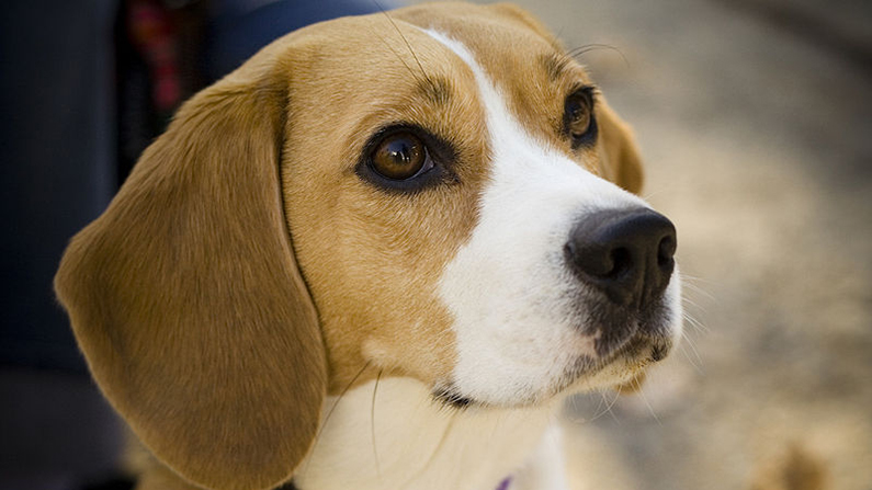 Honey the Beagle Drops More Than Half Her Weight to Save Her Life