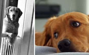 Lovable Rescued Dog Leaves Owners With Questions About His Peculiar Habit