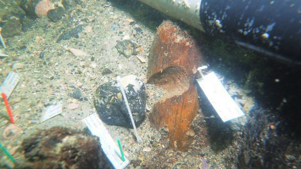 This carved wooden stake, discovered at the Manasota Key Offshore site, was carbon-dated to be about 7,200 years old. (Ivor Mollema/Florida Department of State)