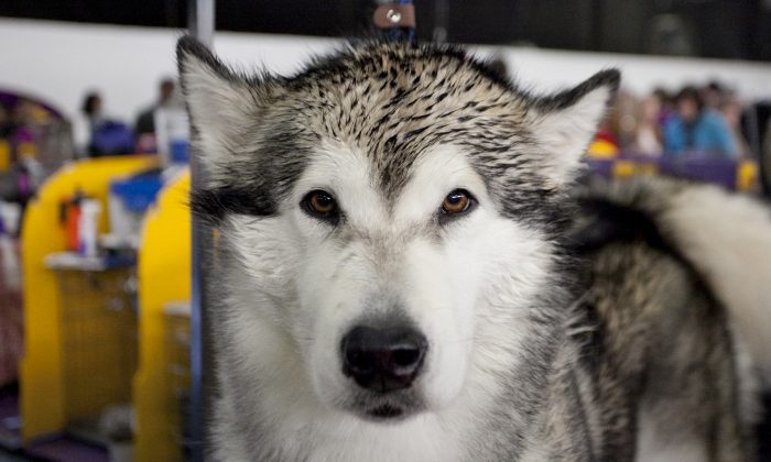 Tens of Thousands Sign Petition to Save Husky That Bit Off Boy’s Hand
