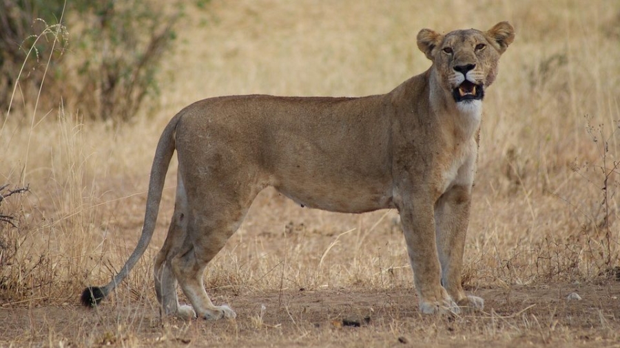Lion Fatally Mauls Woman At Game Lodge in South Africa