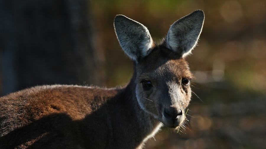 Kangaroo Harvesting Program Legalized in Victoria, Australia