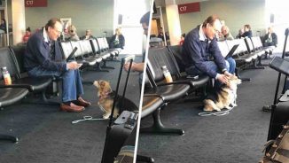 Woman Surprised to Find Her Dog Comforting a Grieving Stranger in the Airport