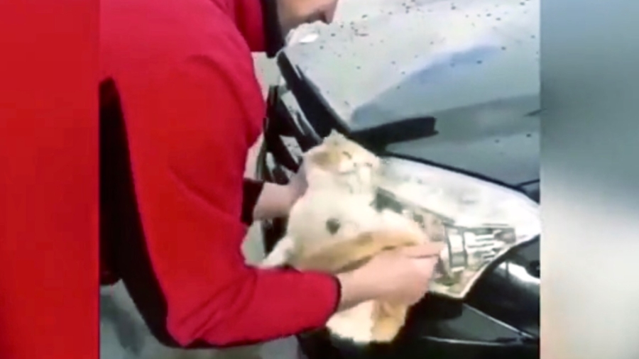Man Uses Cat as Sponge to Wash Car