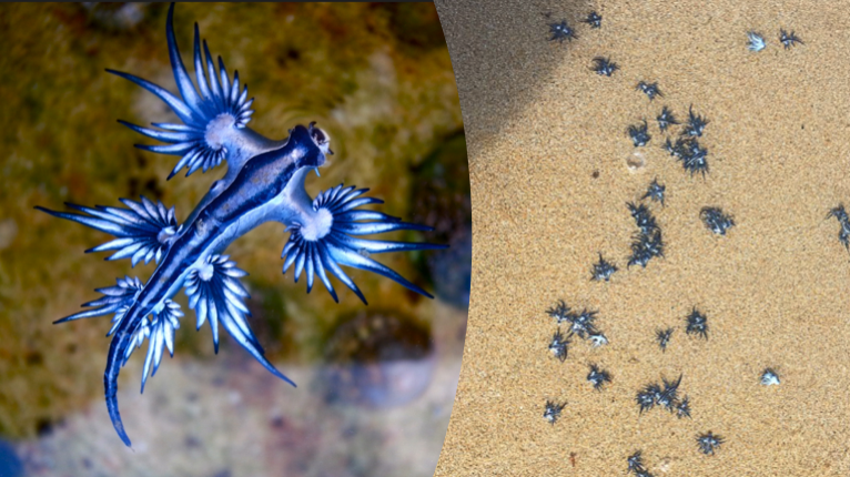 Sydney Beaches Hit With Venomous Blue Dragon Sea Creatures