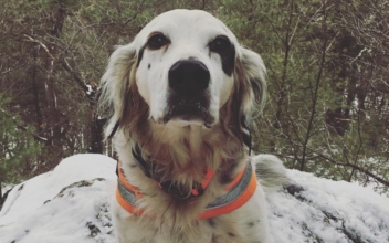 Owner Pays Emotional Tribute After His Heroic Dog Died Protecting His Family From a Black Bear
