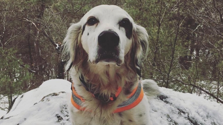 Owner Pays Emotional Tribute After His Heroic Dog Died Protecting His Family From a Black Bear