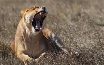 Lion Kills Woman at South African Hunting Reserve