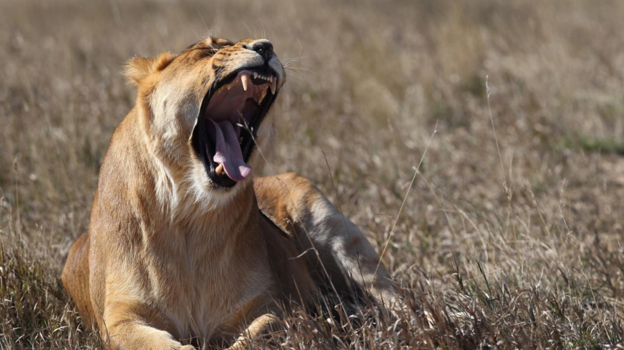 Lion Kills Woman at South African Hunting Reserve