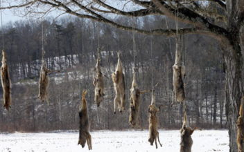 Coyote Carcasses Strung Up From Roadside Tree in Virginia